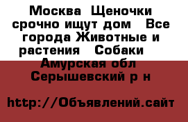 Москва! Щеночки срочно ищут дом - Все города Животные и растения » Собаки   . Амурская обл.,Серышевский р-н